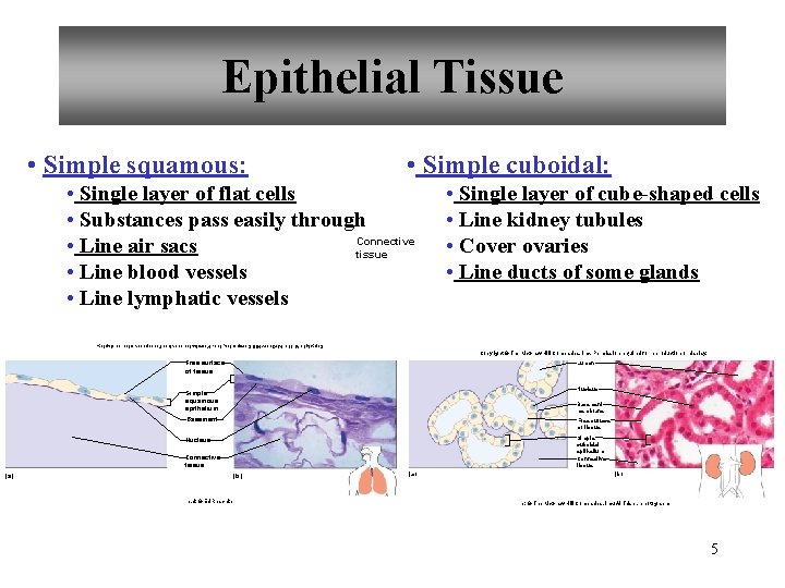Epithelial Tissue • Simple squamous: • Simple cuboidal: • Single layer of flat cells