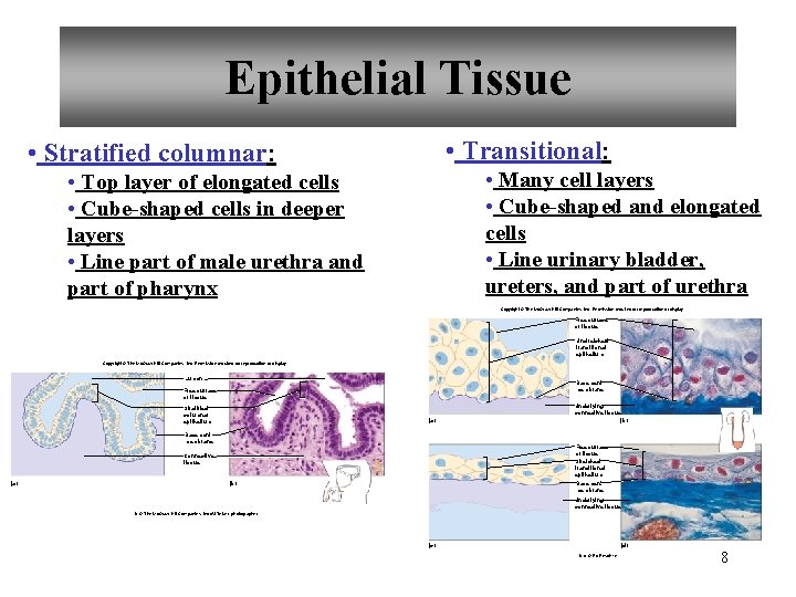 Epithelial Tissue • Transitional: • Stratified columnar: • Many cell layers • Cube-shaped and