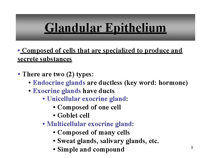 Glandular Epithelium • Composed of cells that are specialized to produce and secrete substances