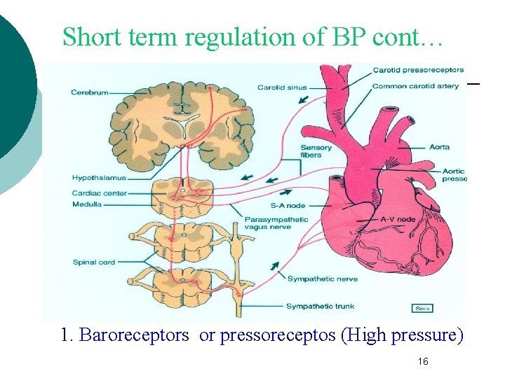 Short term regulation of BP cont… 1. Baroreceptors or pressoreceptos (High pressure) 16 