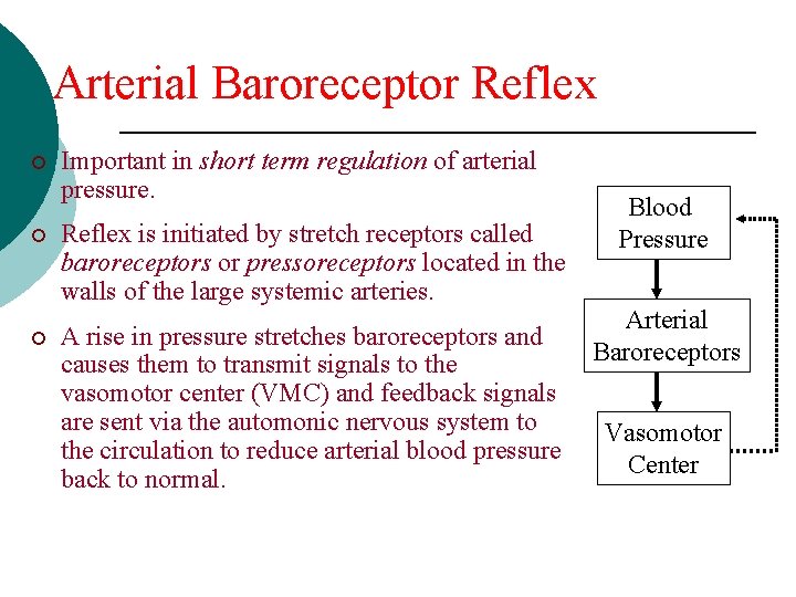 Arterial Baroreceptor Reflex ¡ Important in short term regulation of arterial pressure. ¡ Reflex