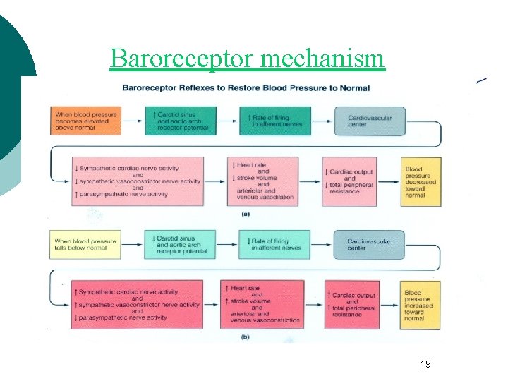 Baroreceptor mechanism 19 