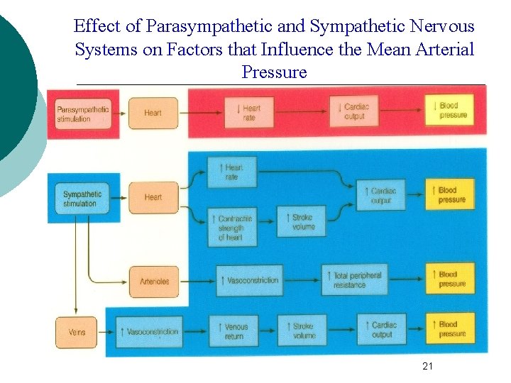 Effect of Parasympathetic and Sympathetic Nervous Systems on Factors that Influence the Mean Arterial