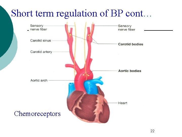 Short term regulation of BP cont… Chemoreceptors 22 