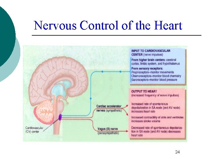 Nervous Control of the Heart 24 