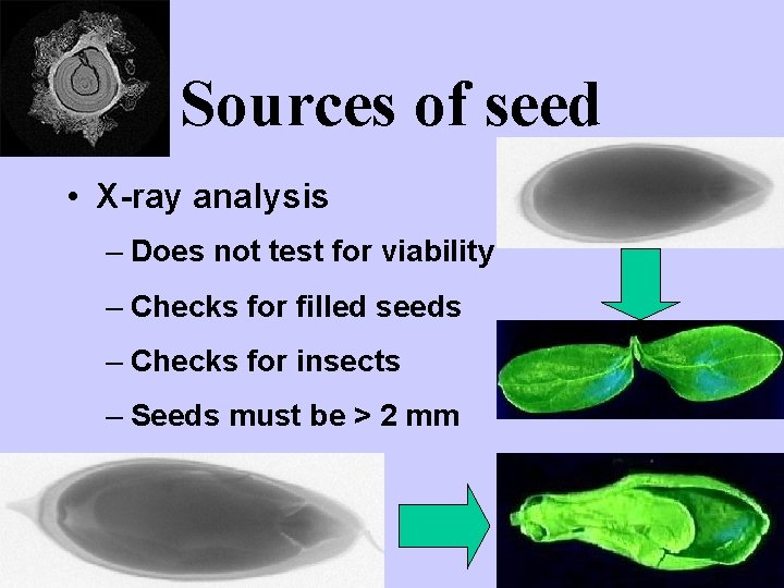 Sources of seed • X-ray analysis – Does not test for viability – Checks