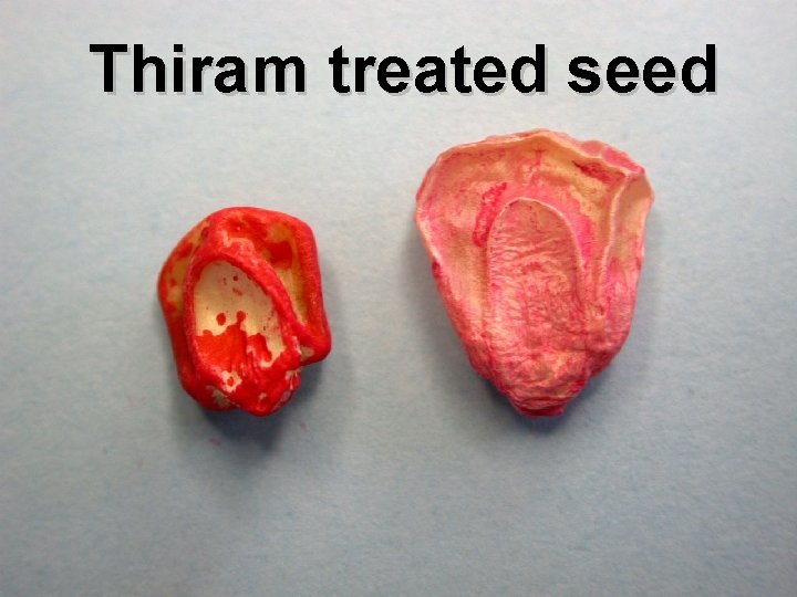 Thiram treated seed 