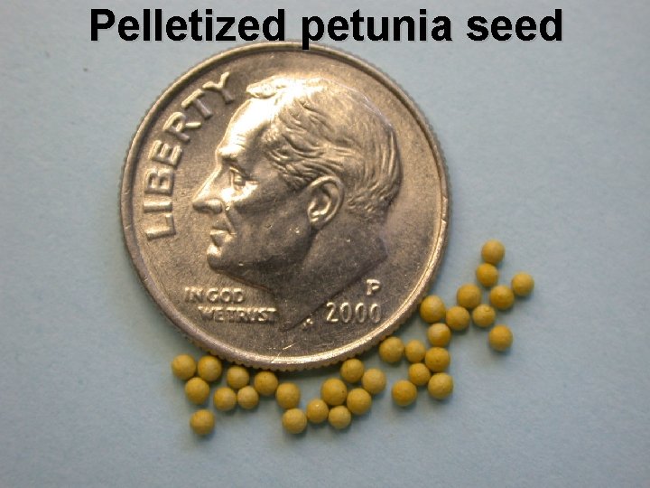 Pelletized petunia seed 