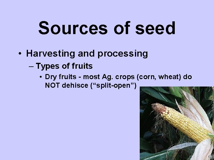 Sources of seed • Harvesting and processing – Types of fruits • Dry fruits