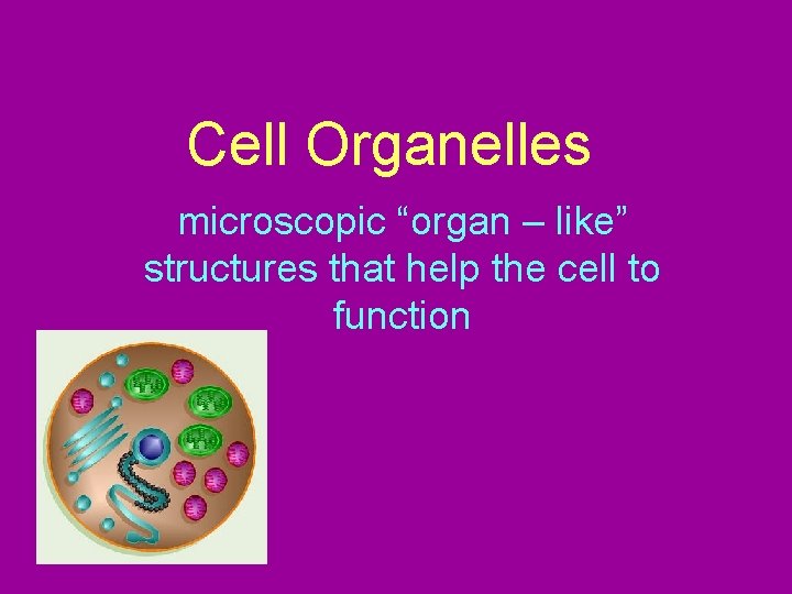 Cell Organelles microscopic “organ – like” structures that help the cell to function 