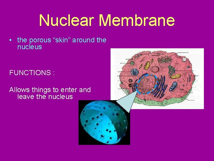 Nuclear Membrane • the porous “skin” around the nucleus FUNCTIONS : Allows things to