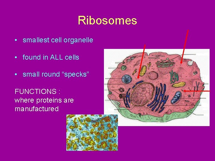 Ribosomes • smallest cell organelle • found in ALL cells • small round “specks”