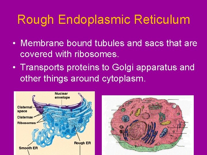 Rough Endoplasmic Reticulum • Membrane bound tubules and sacs that are covered with ribosomes.