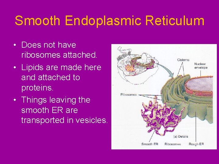 Smooth Endoplasmic Reticulum • Does not have ribosomes attached. • Lipids are made here