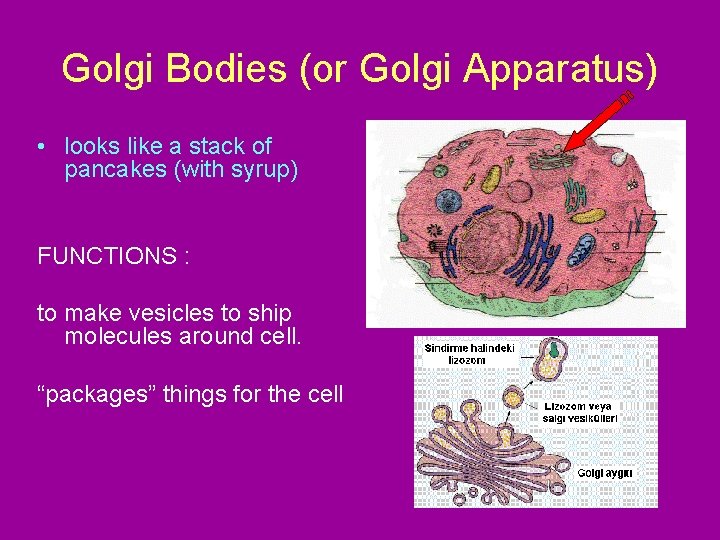 Golgi Bodies (or Golgi Apparatus) • looks like a stack of pancakes (with syrup)