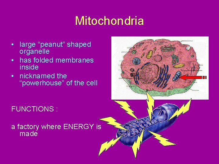 Mitochondria • large “peanut” shaped organelle • has folded membranes inside • nicknamed the