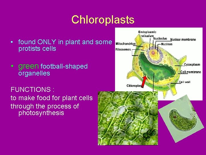 Chloroplasts • found ONLY in plant and some protists cells • green football-shaped organelles