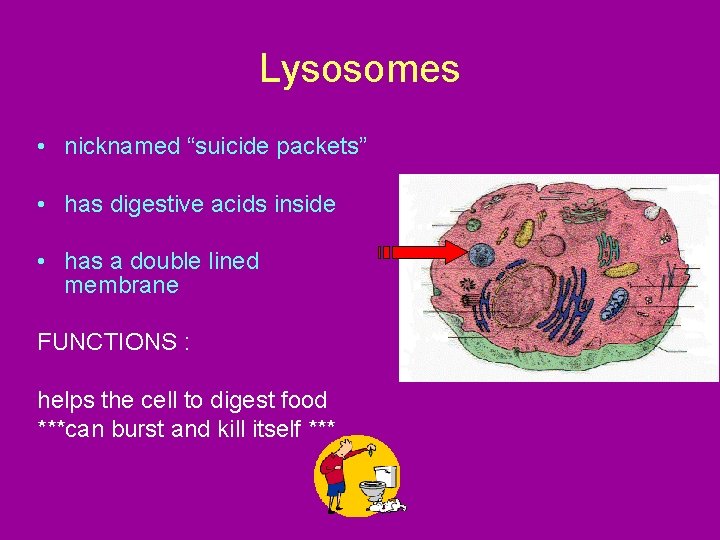 Lysosomes • nicknamed “suicide packets” • has digestive acids inside • has a double