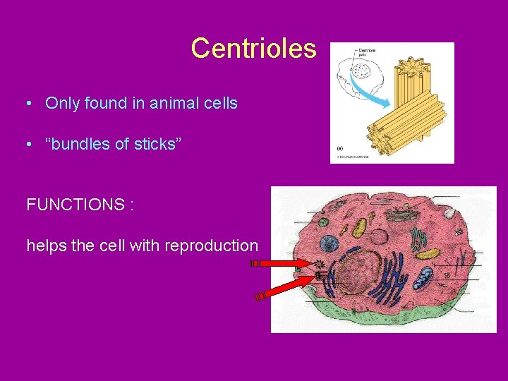 Centrioles • Only found in animal cells • “bundles of sticks” FUNCTIONS : helps