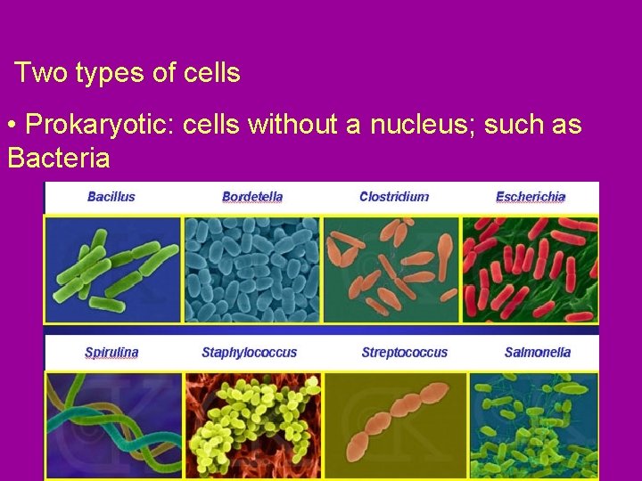 Two types of cells • Prokaryotic: cells without a nucleus; such as Bacteria 