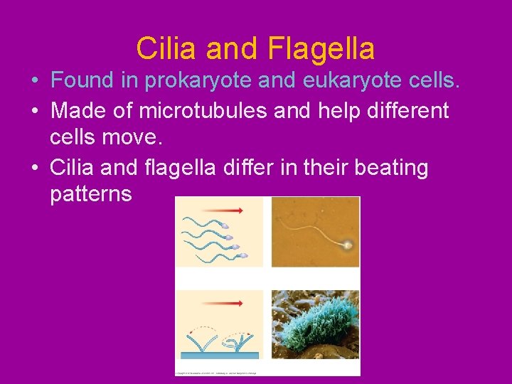 Cilia and Flagella • Found in prokaryote and eukaryote cells. • Made of microtubules