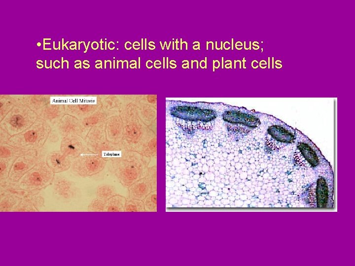  • Eukaryotic: cells with a nucleus; such as animal cells and plant cells