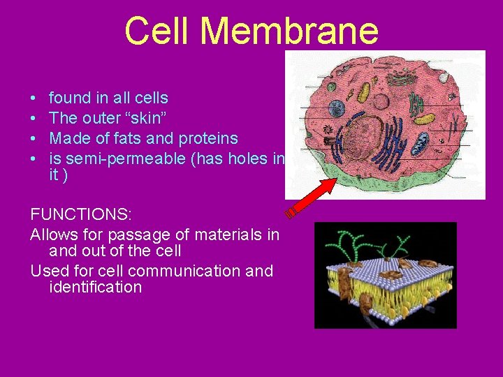 Cell Membrane • • found in all cells The outer “skin” Made of fats