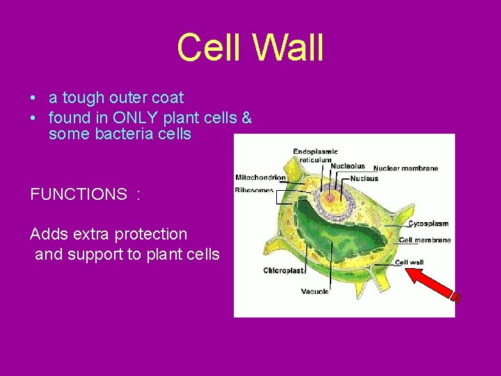 Cell Wall • a tough outer coat • found in ONLY plant cells &