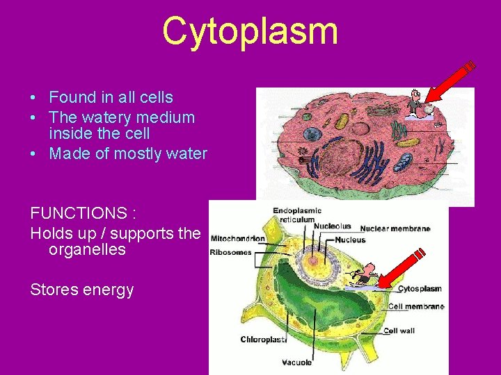Cytoplasm • Found in all cells • The watery medium inside the cell •