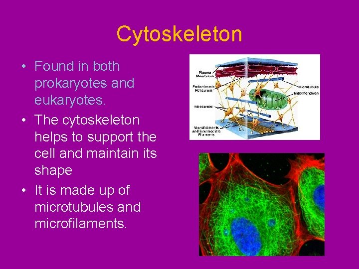 Cytoskeleton • Found in both prokaryotes and eukaryotes. • The cytoskeleton helps to support