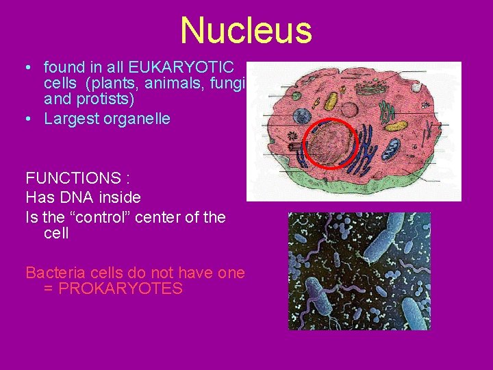 Nucleus • found in all EUKARYOTIC cells (plants, animals, fungi and protists) • Largest