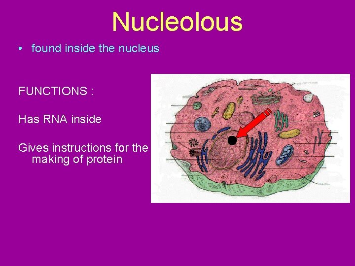 Nucleolous • found inside the nucleus FUNCTIONS : Has RNA inside Gives instructions for