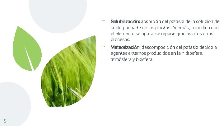 ⊷ ⊷ 5 Solubilización: absorción del potasio de la solución del suelo por parte