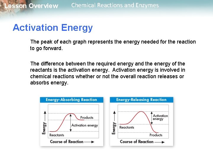 Lesson Overview Chemical Reactions and Enzymes Activation Energy The peak of each graph represents