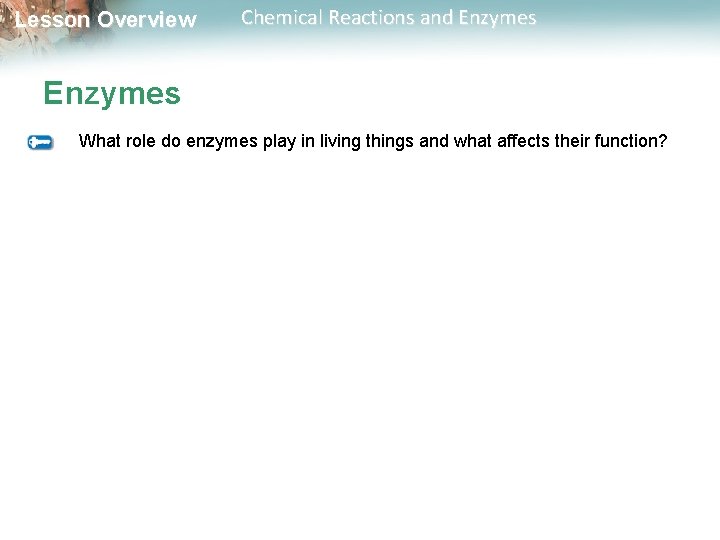 Lesson Overview Chemical Reactions and Enzymes What role do enzymes play in living things