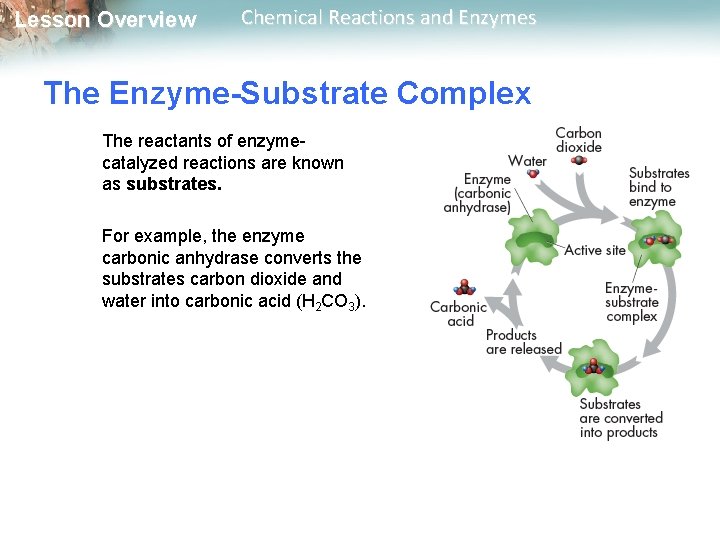 Lesson Overview Chemical Reactions and Enzymes The Enzyme-Substrate Complex The reactants of enzymecatalyzed reactions