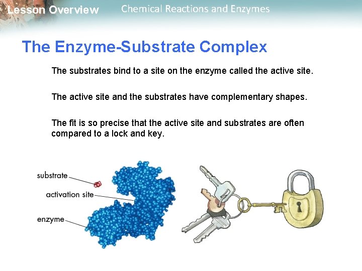 Lesson Overview Chemical Reactions and Enzymes The Enzyme-Substrate Complex The substrates bind to a