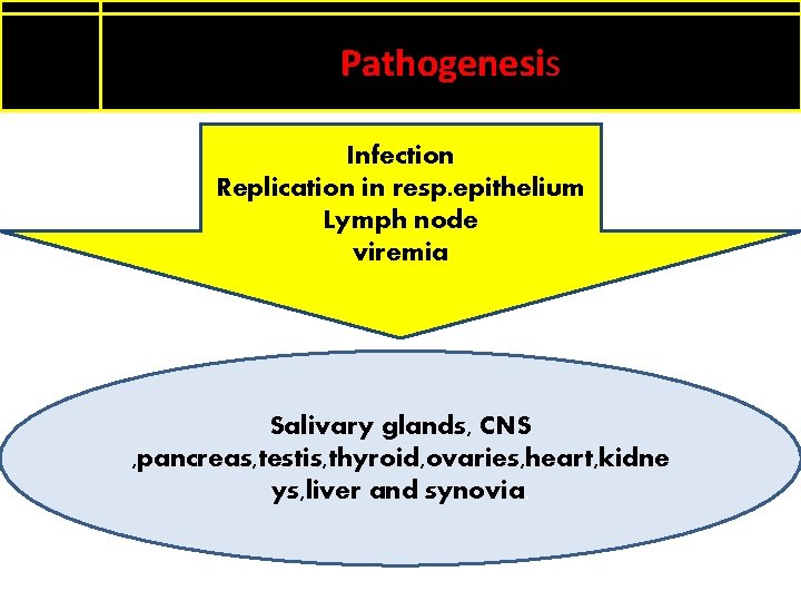 Pathogenesis Infection Replication in resp. epithelium Lymph node viremia Salivary glands, CNS , pancreas,