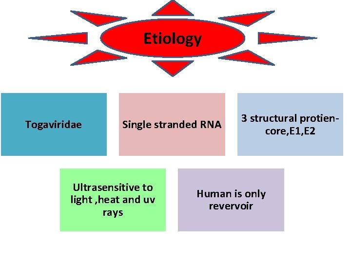 Etiology Togaviridae Single stranded RNA Ultrasensitive to light , heat and uv rays 3