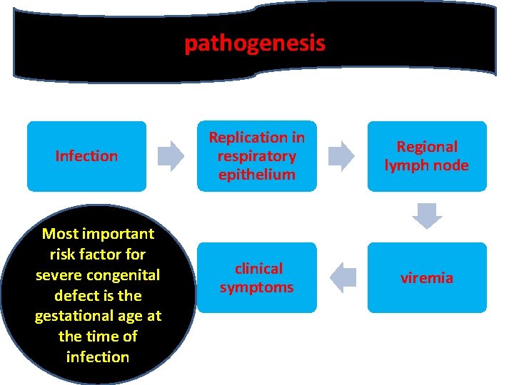 pathogenesis Infection Most important risk factor for severe congenital defect is the gestational age