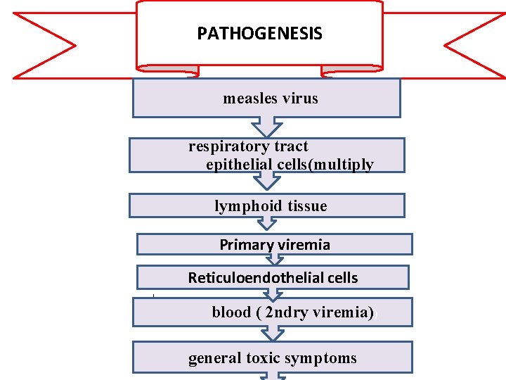PATHOGENESIS measles virus respiratory tract epithelial cells(multiply lymphoid tissue Primary viremia Reticuloendothelial cells ↓