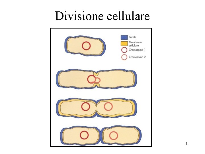 Divisione cellulare 1 