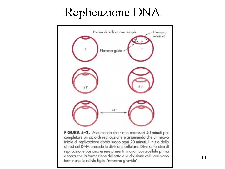 Replicazione DNA 10 