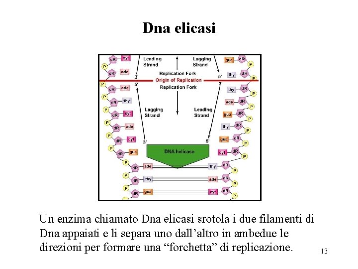 Dna elicasi Un enzima chiamato Dna elicasi srotola i due filamenti di Dna appaiati