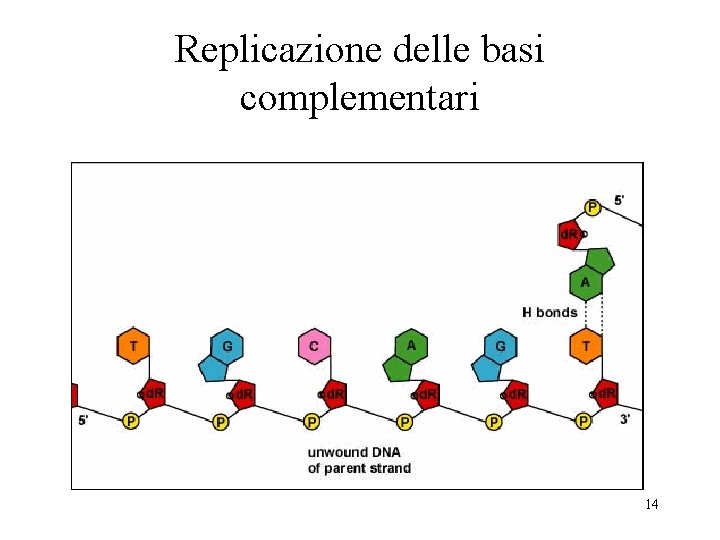 Replicazione delle basi complementari 14 