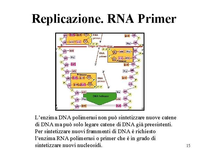 Replicazione. RNA Primer L’enzima DNA polimerasi non può sintetizzare nuove catene di DNA ma