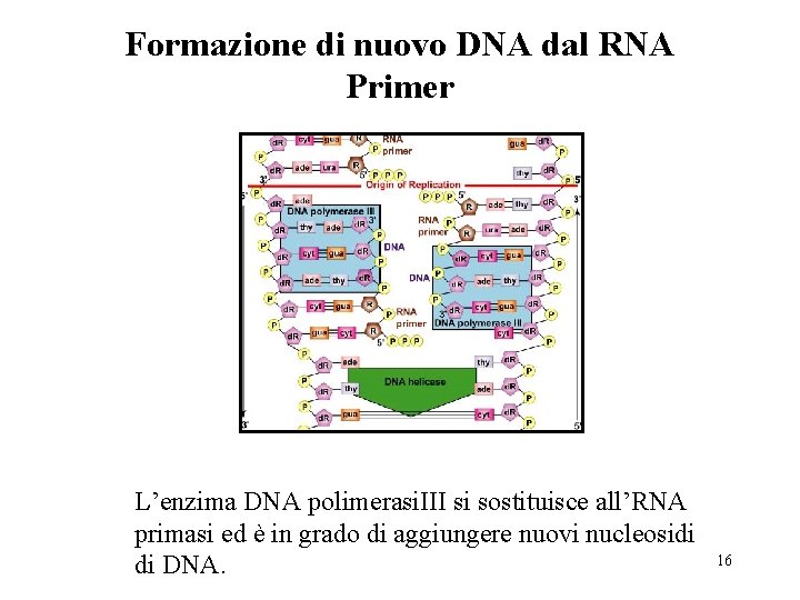 Formazione di nuovo DNA dal RNA Primer L’enzima DNA polimerasi. III si sostituisce all’RNA