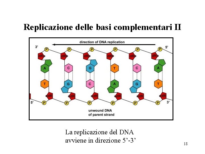 Replicazione delle basi complementari II La replicazione del DNA avviene in direzione 5’-3’ 18