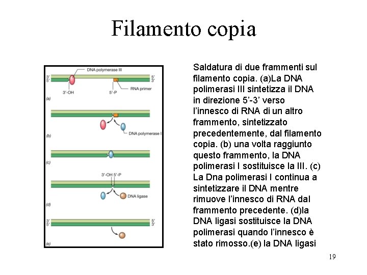 Filamento copia Saldatura di due frammenti sul filamento copia. (a)La DNA polimerasi III sintetizza