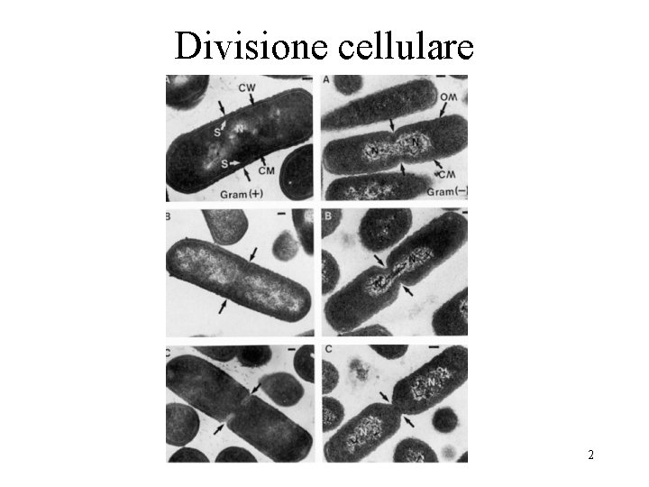 Divisione cellulare 2 